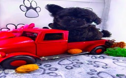 Chipoo dogs for sale: Buddy - Image 1