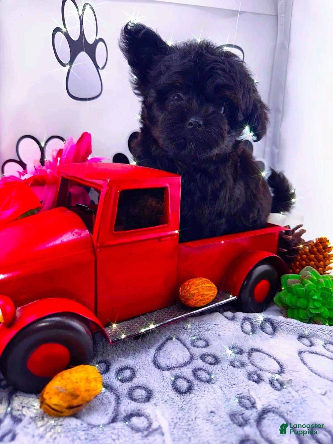 Chipoo dogs for sale: Buddy - Image 1