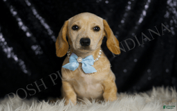 Miniature Dachshund dogs for sale: Wallen - Image 1