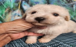 Bichon Frise dogs for sale: Toy Poodle/toy Bichon Puppy - Image 12