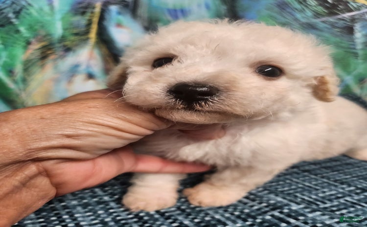 Bichon Frise dogs - Advert 33