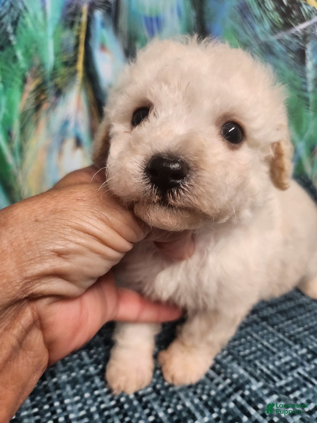 Bichon Frise dogs for sale: Toy Poodle/toy Bichon Puppy - Image 12