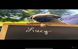 Pug dogs for sale: Pug 4 puppies - Image 3