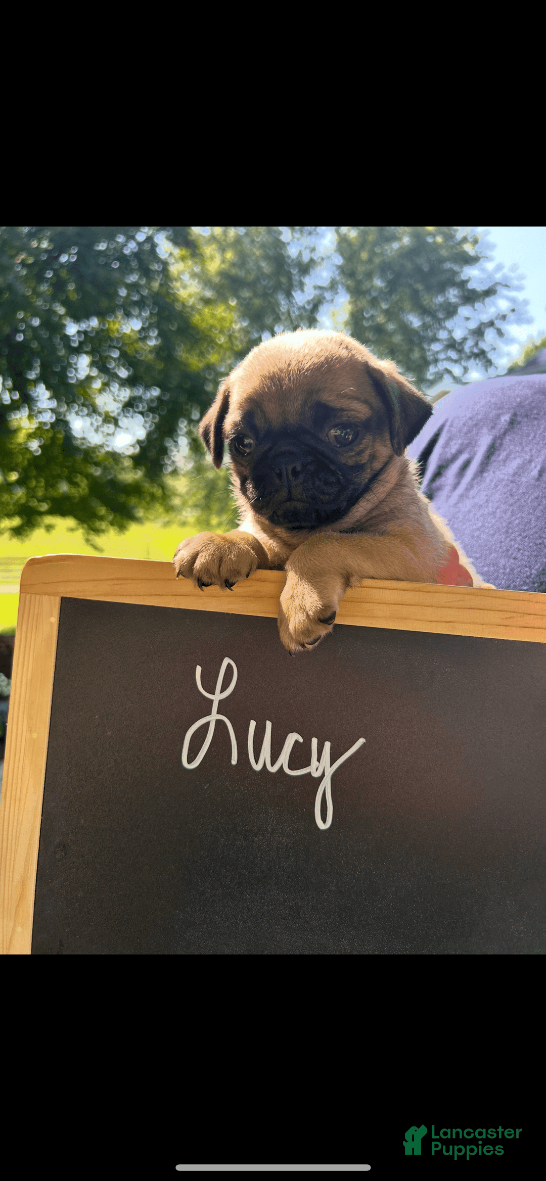 Pug dogs for sale: Pug 4 puppies - Image 3