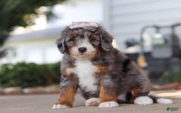 Mini Bernedoodle dogs for sale: Mini Bernedoodle 9 puppies - Image 6