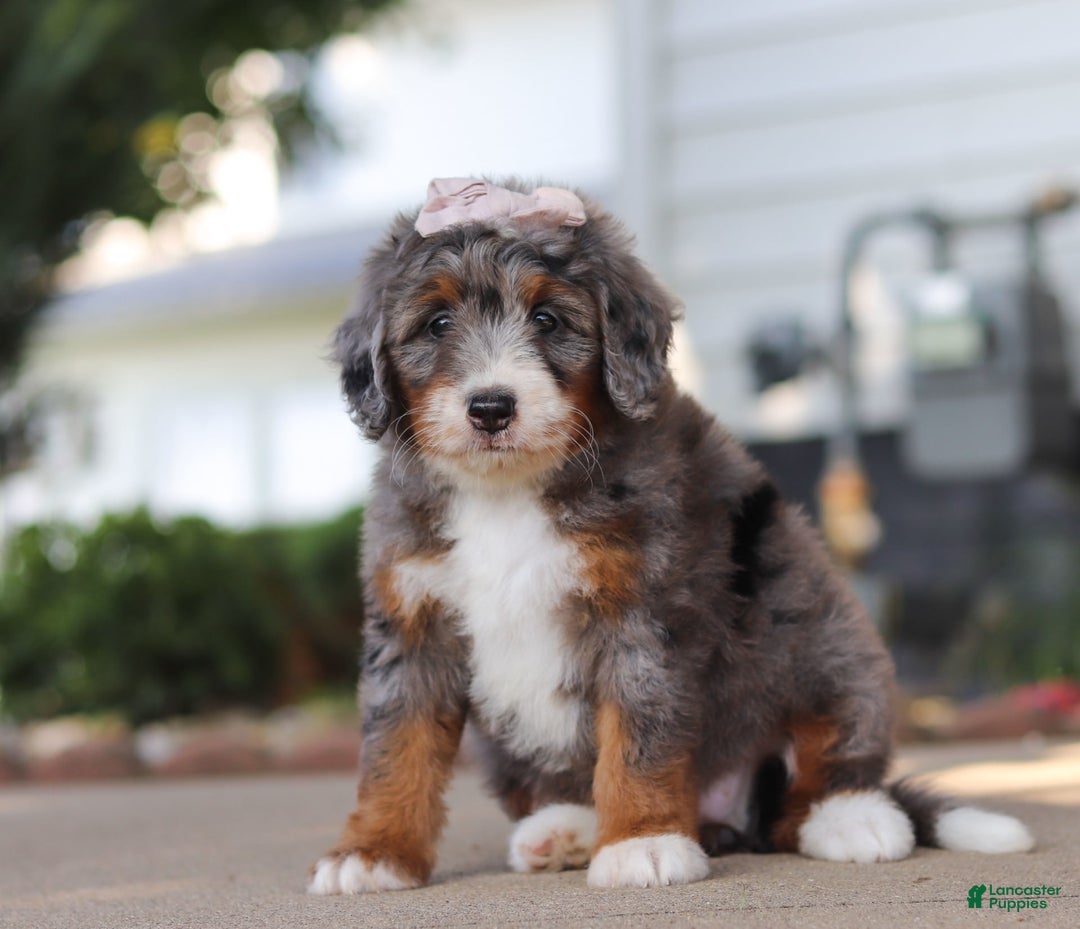 Mini Bernedoodle dogs for sale: Mini Bernedoodle 9 puppies - Image 6