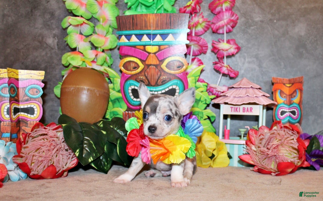Chihuahua dogs for sale: Yolo - Image 3