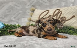 Miniature Dachshund dogs for sale: Kelsey - Image 4