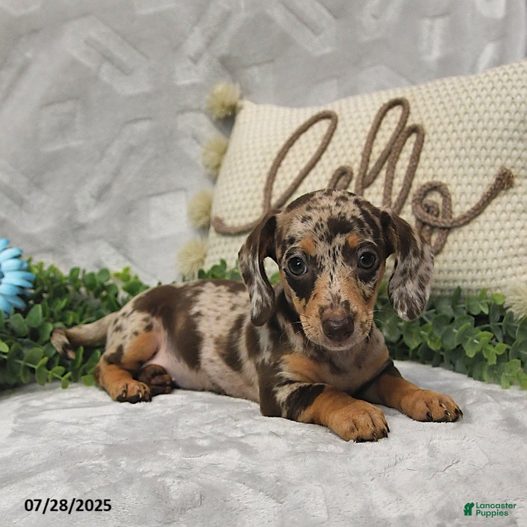 Miniature Dachshund dogs for sale: Kelsey - Image 4