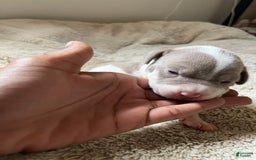 American Bully dogs for sale: Charlie - Image 5