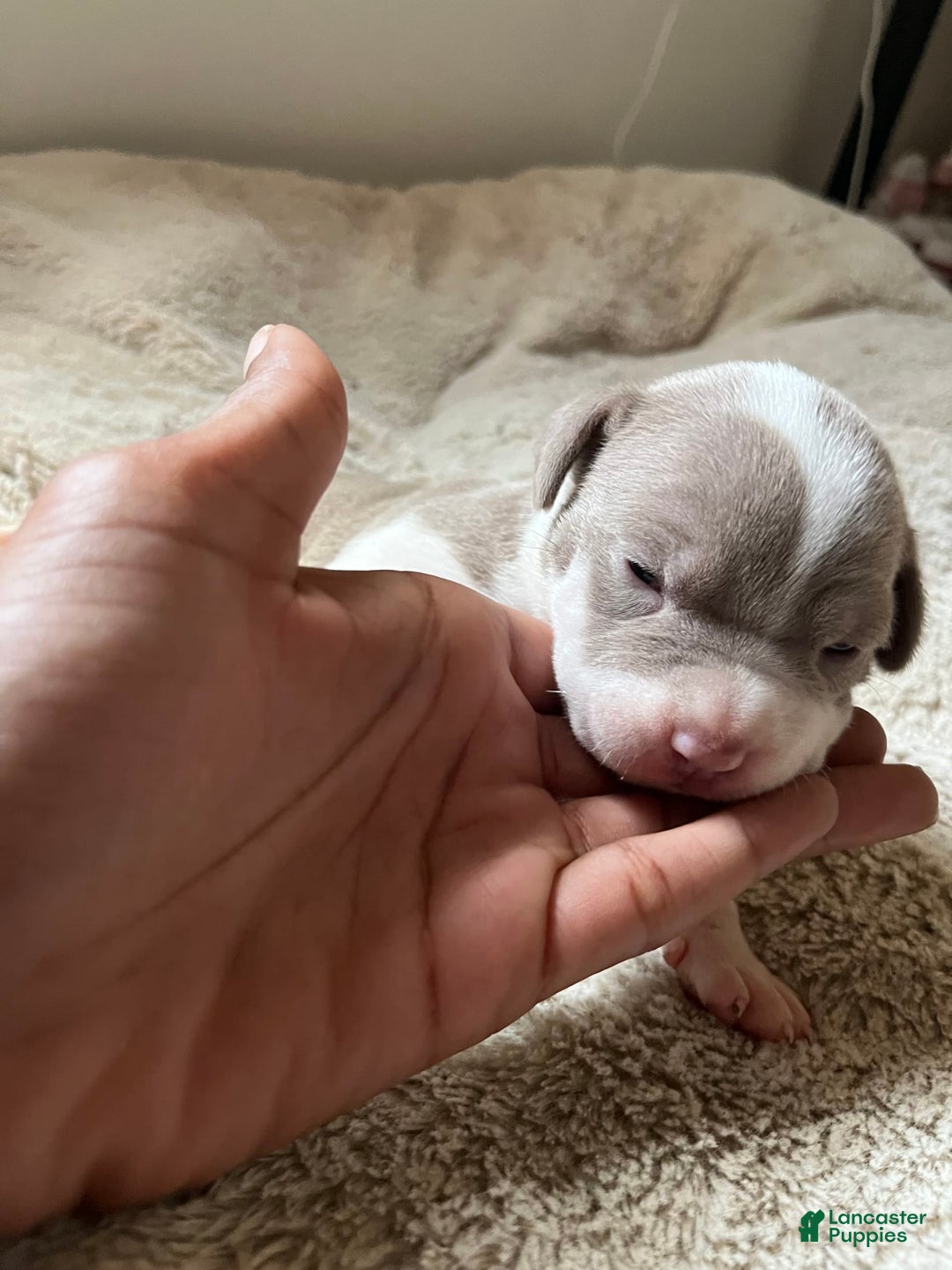 American Bully dogs for sale: Charlie - Image 5