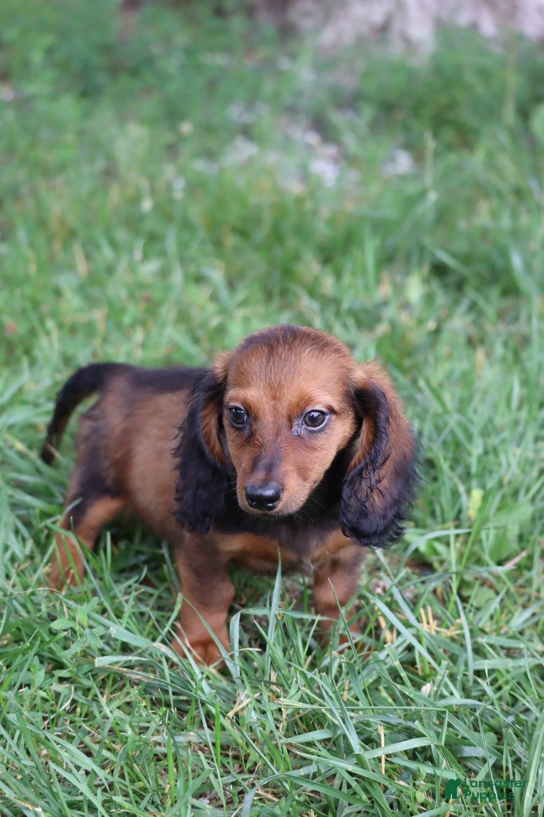 Miniature Dachshund dogs for sale: Dash - Image 3