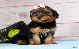 Yorkshire Terrier dogs for sale: Kylie - Image 5