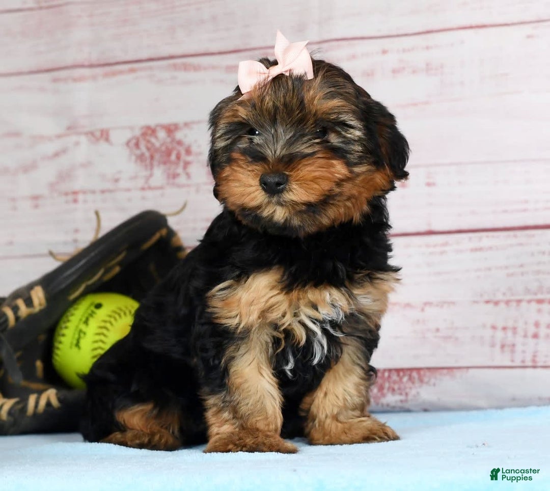 Yorkshire Terrier dogs for sale: Kylie - Image 5