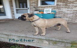 Bullmastiff dogs for sale: Cooper - Image 7