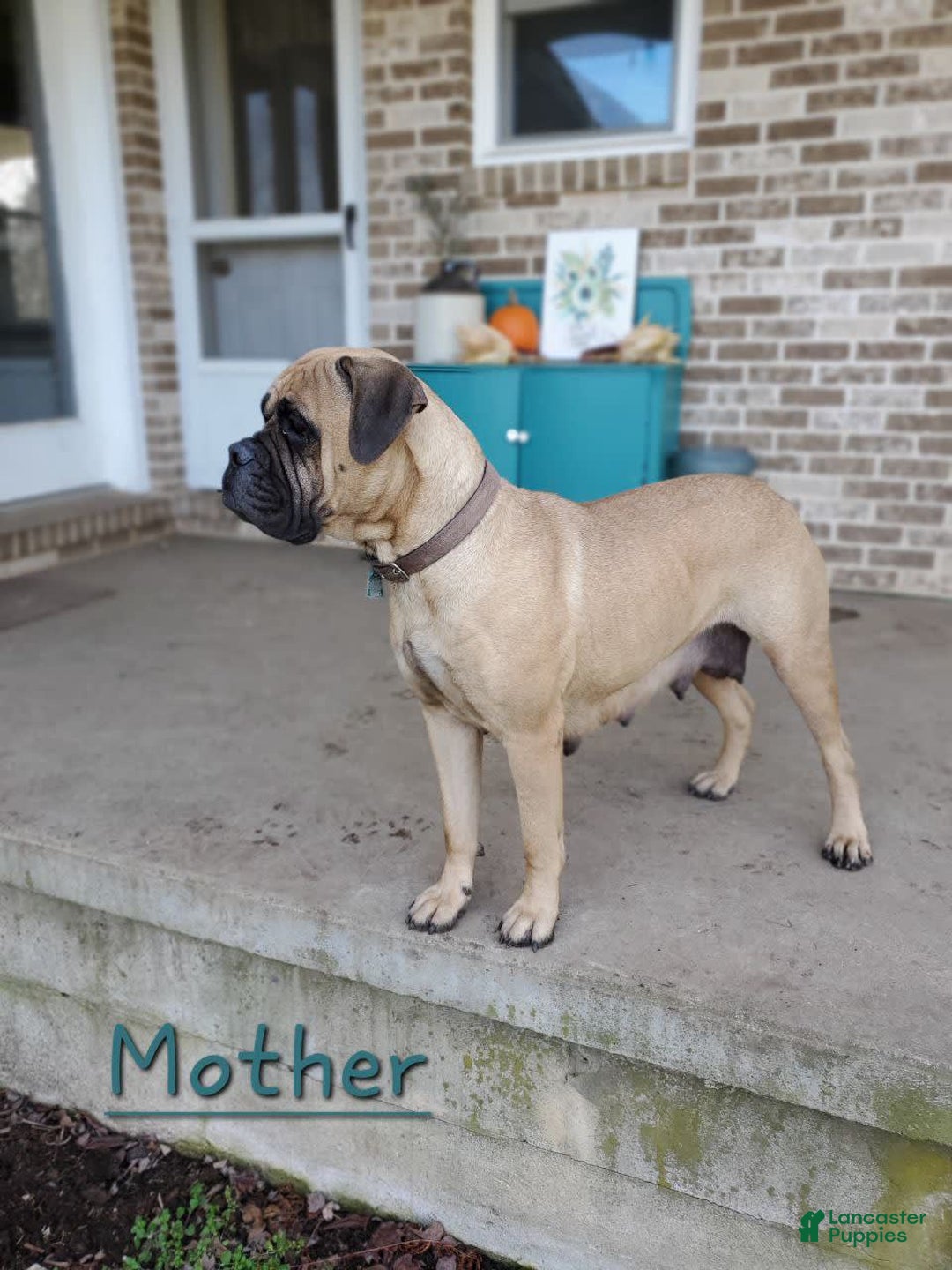 Bullmastiff dogs for sale: Cooper - Image 7