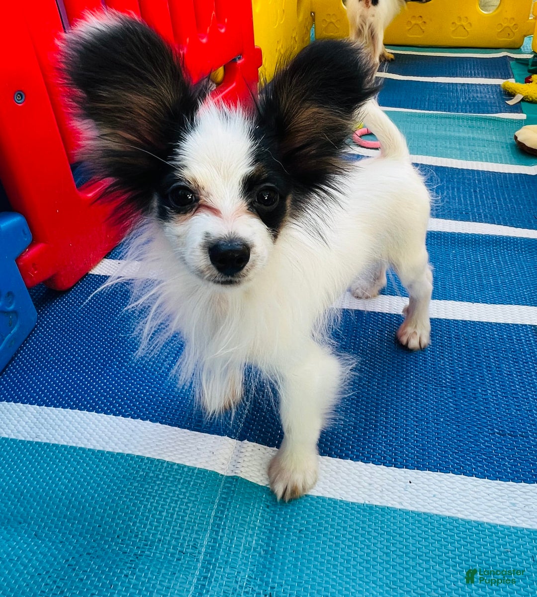 Papillon dogs for sale: CH. Olimpia X Wilder - Image 1