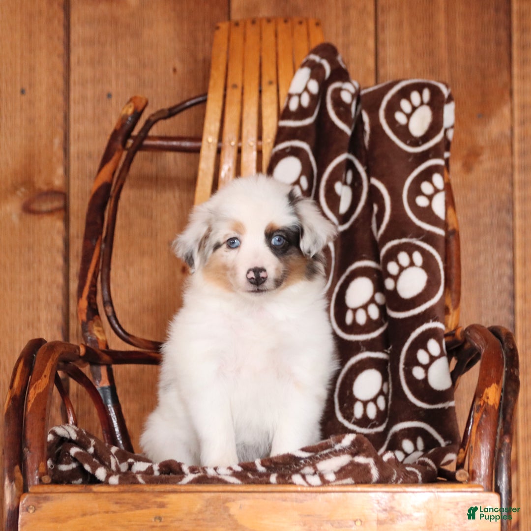 Miniature Australian Shepherd dogs for sale: Carrie - Image 3