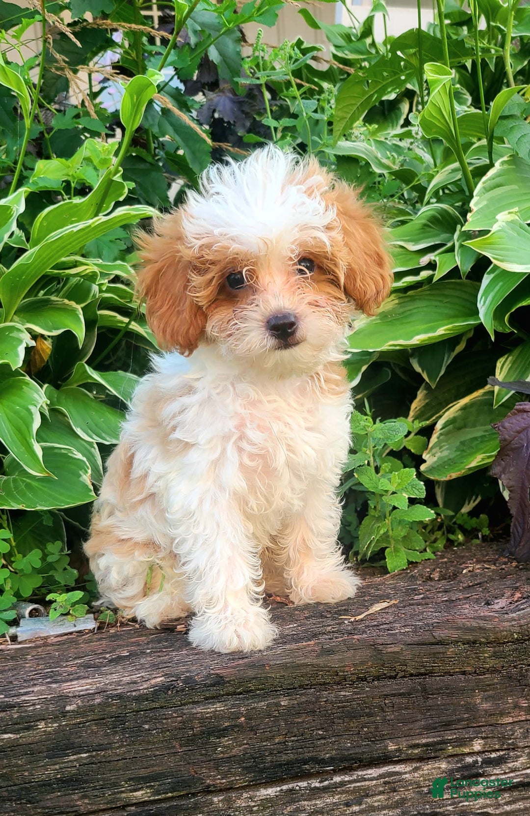 Cavapoo dogs for sale: Blue - Image 6