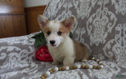 Welsh Corgi Pembroke dogs for sale: Kory - Image 9