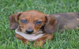 Dachshund dogs for sale: Wrenna - Image 4