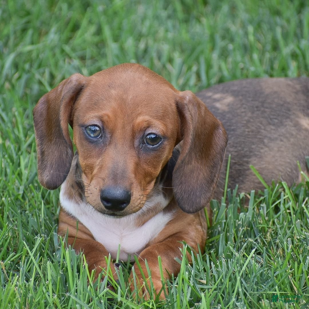 Dachshund dogs for sale: Wrenna - Image 4