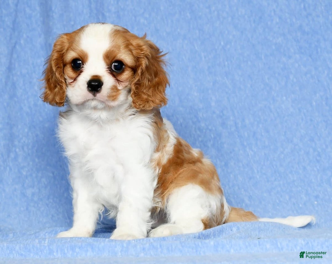 Cavalier King Charles Spaniel dogs for sale: Lance - Image 2