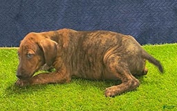 Catahoula Leopard Dog dogs for sale: Diamond 2025 M1 - Image 12