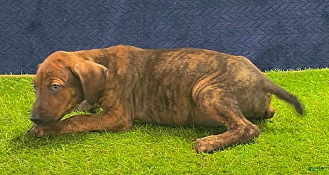 Catahoula Leopard Dog dogs for sale: Diamond 2025 M1 - Image 12