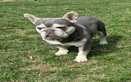 French Bulldog dogs for sale: Geno - Image 6