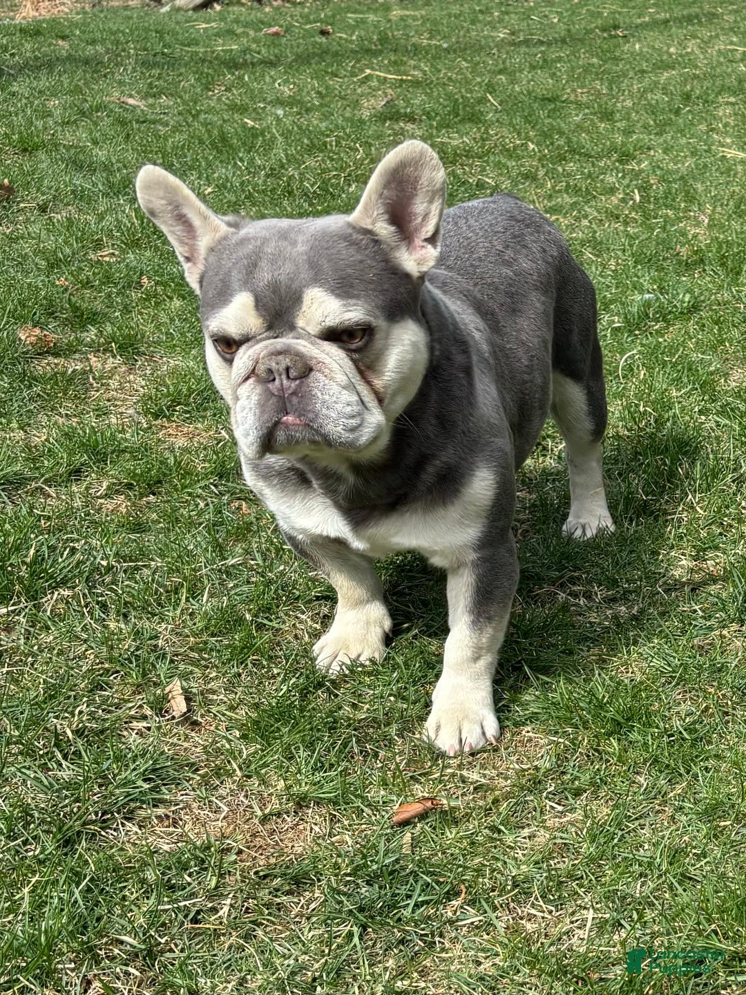 French Bulldog dogs for sale: Geno - Image 6