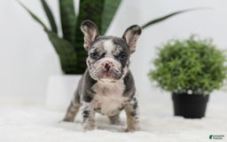 French Bulldog dogs for sale: Peyton - Image 12