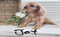 Cavalier King Charles Spaniel dogs for sale: Joy - Image 7