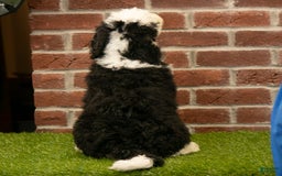 Mini Bernedoodle dogs for sale: Brooklyn - Image 8