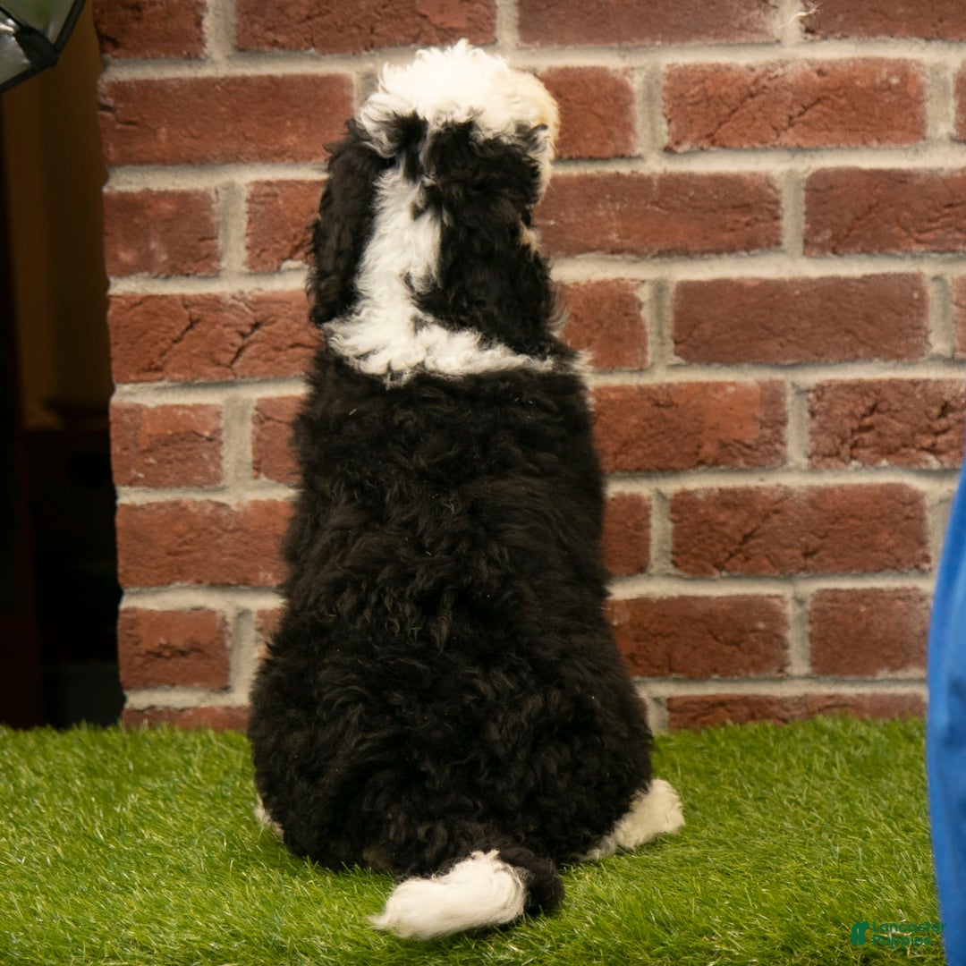 Mini Bernedoodle dogs for sale: Brooklyn - Image 8