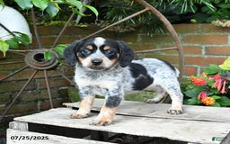 Miniature Australian Shepherd dogs for sale: Farrah - Image 5