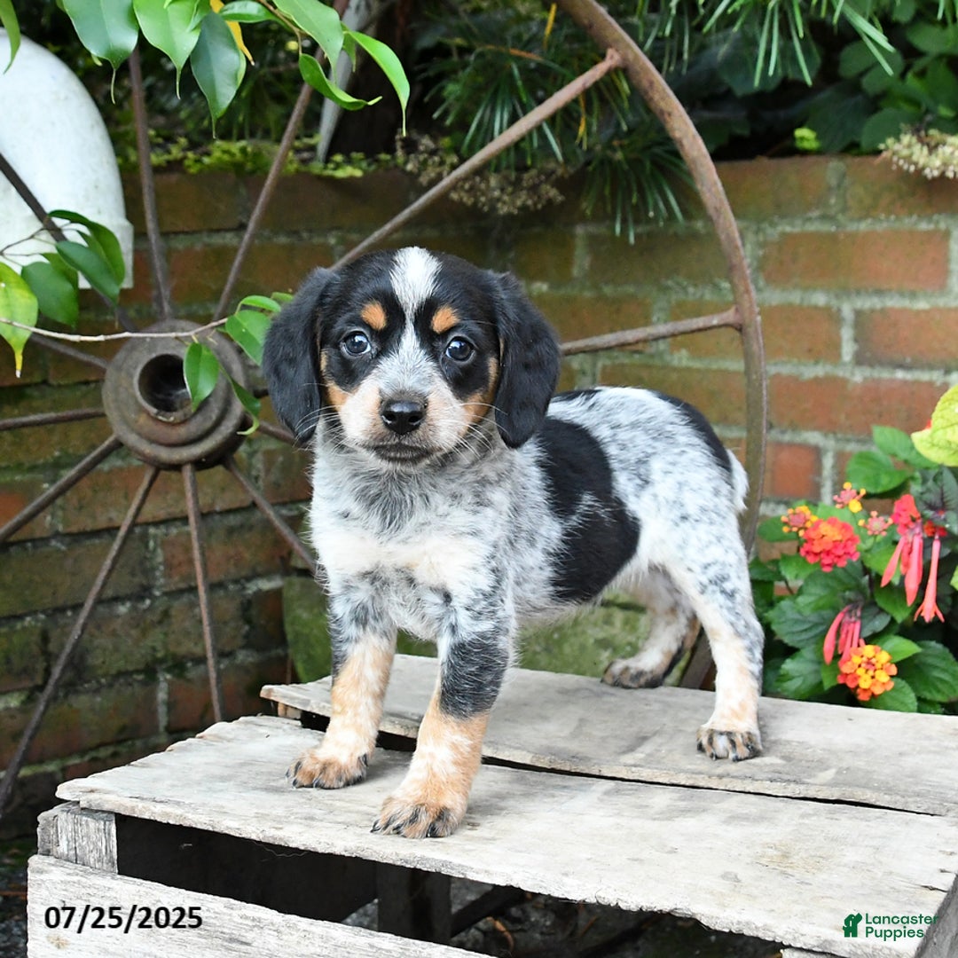Miniature Australian Shepherd dogs for sale: Farrah - Image 5