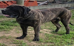 English Mastiff dogs for sale: Breeze - Image 3