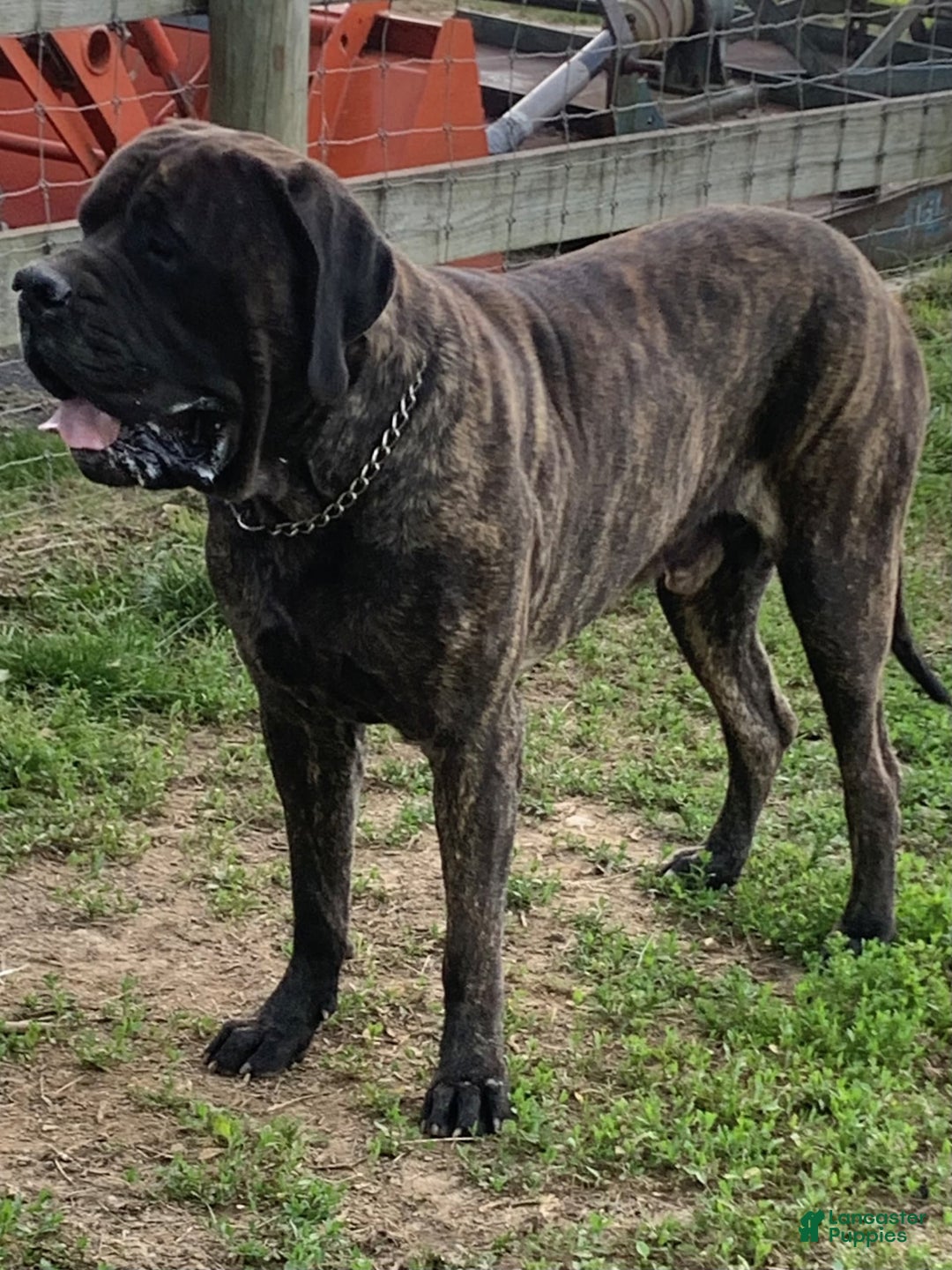 English Mastiff dogs for sale: Breeze - Image 3