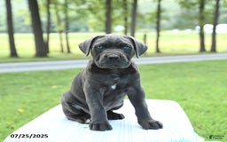 Cane Corso dogs for sale: Skye - Image 1