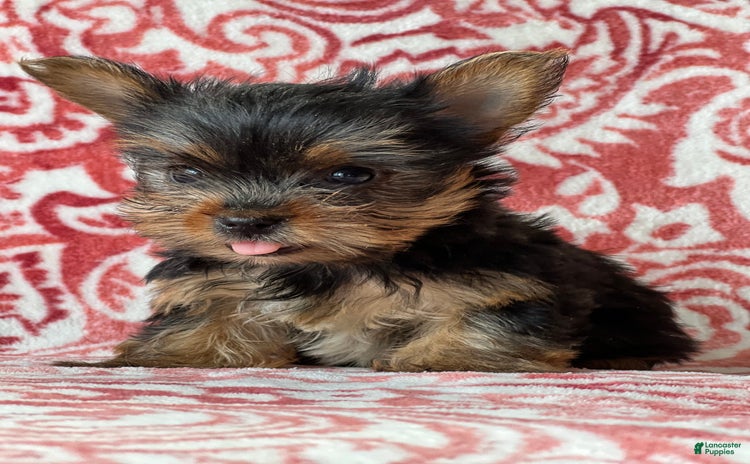 Yorkshire Terrier dogs for sale - Ad 1