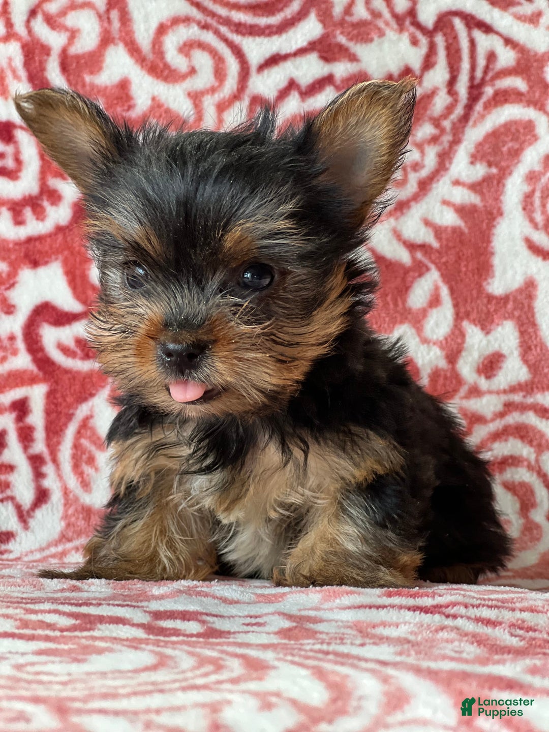 Yorkshire Terrier dogs for sale: Jolina - Image 1
