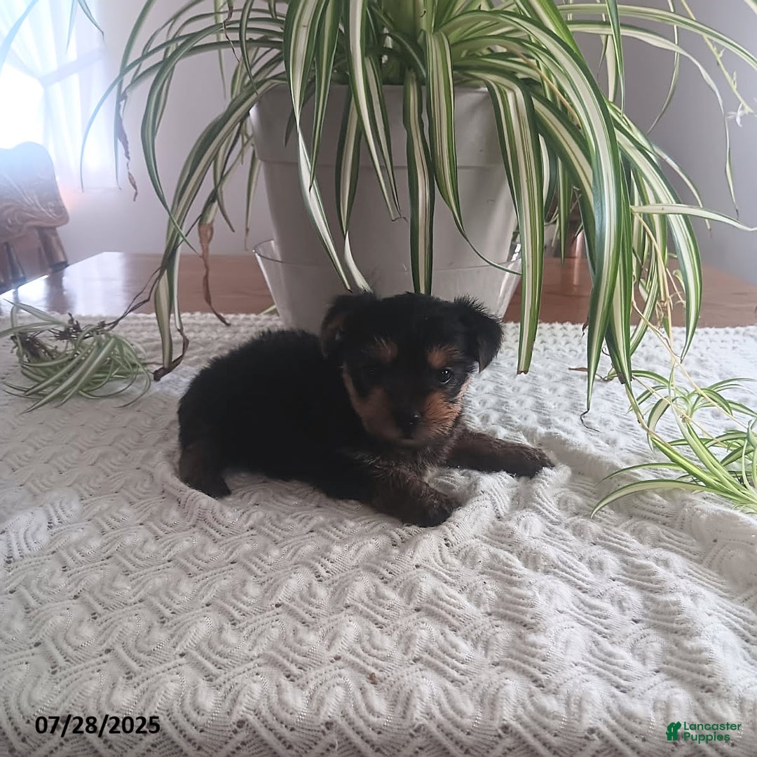 Yorkshire Terrier dogs for sale: Twinkle - Image 4