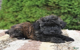 Havapoo dogs for sale: Lark - Image 3