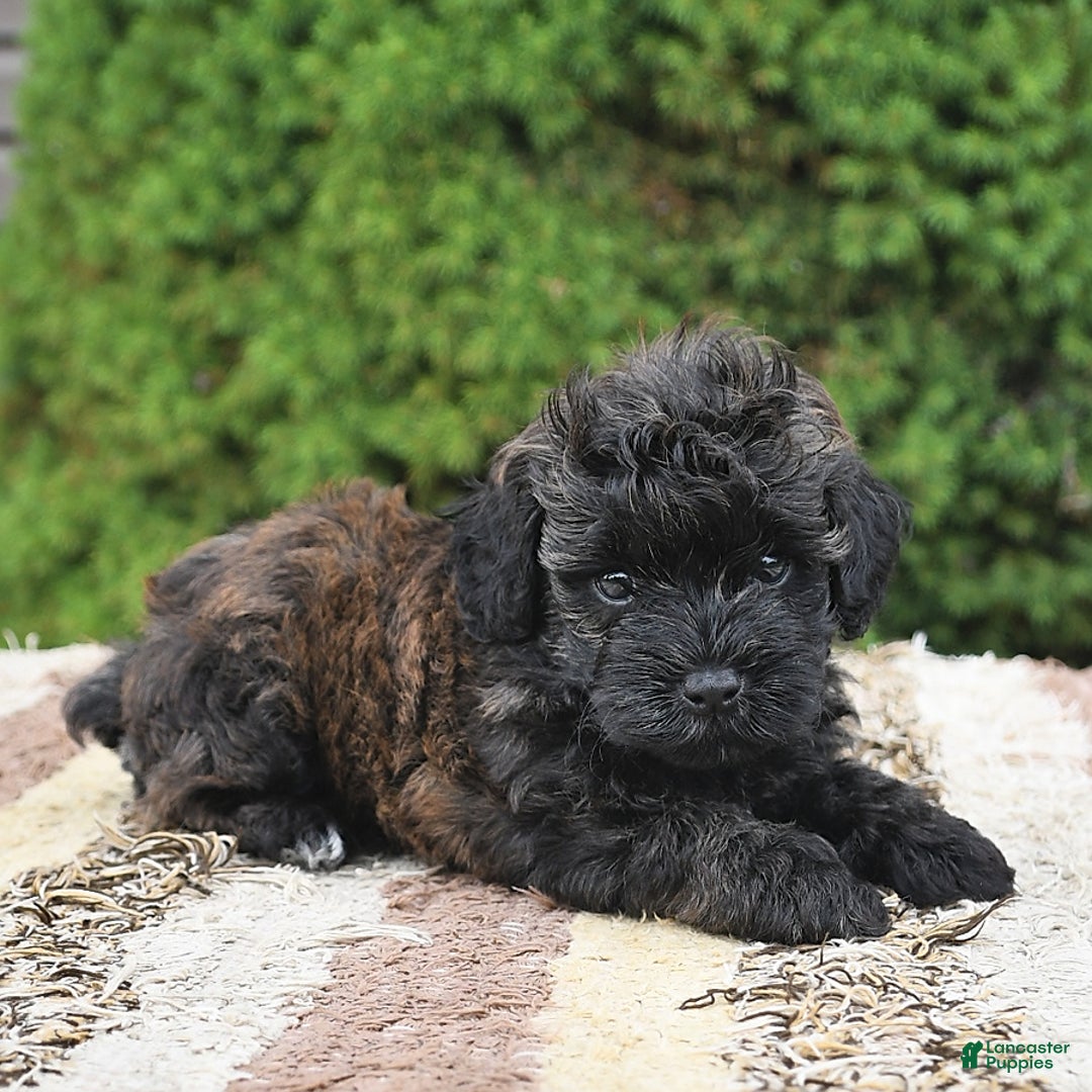 Havapoo dogs for sale: Lark - Image 3