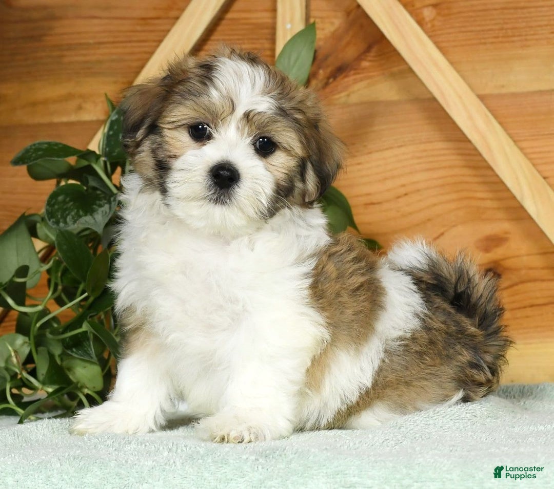 Teddy Bear dogs for sale: Wells - Image 7