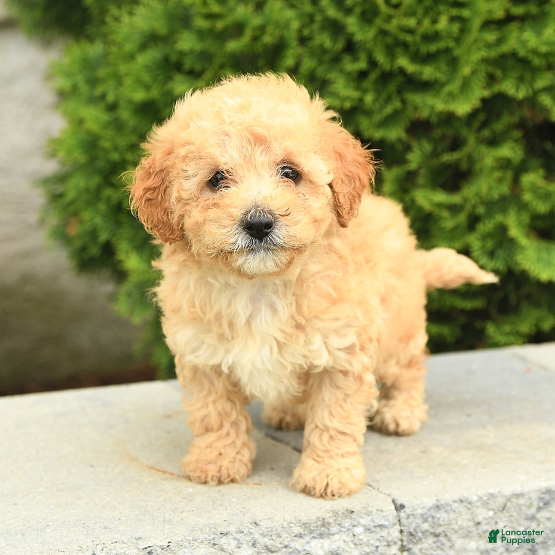 Miniature Poodle dogs for sale: Carla - Image 7