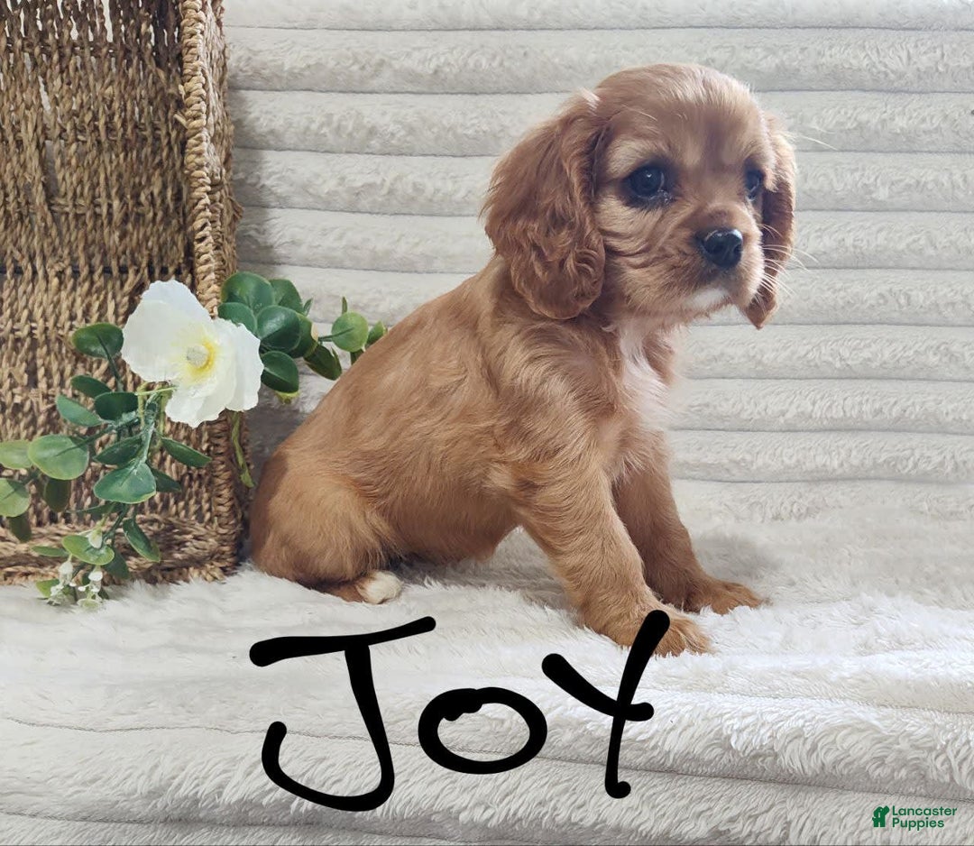 Cavalier King Charles Spaniel dogs for sale: Joy - Image 4