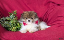 Pomeranian dogs for sale: Pearson Small - Image 10