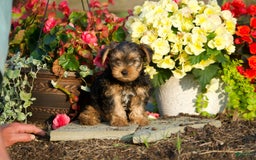 Yorkshire Terrier dogs for sale: Kalvin - Image 2